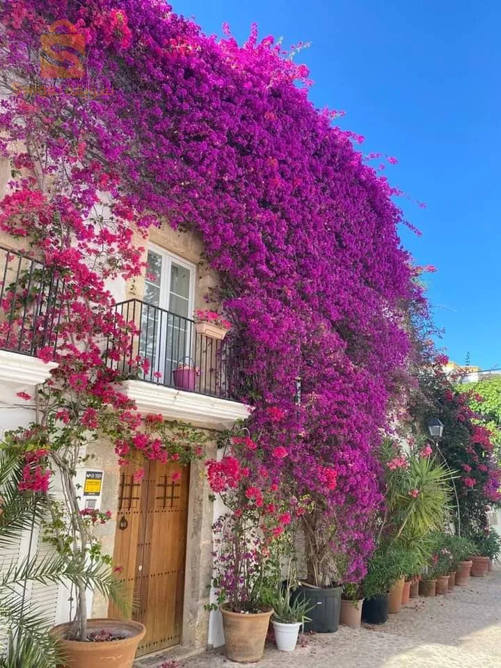 بيع الأشجار arbre