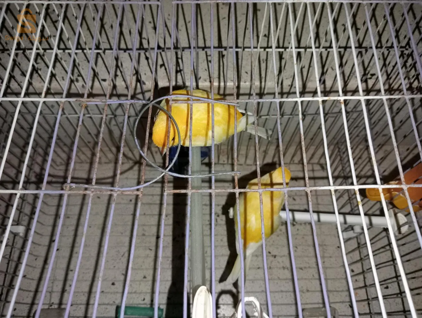 ذكر وانثى كاناري موزاييك 3000 كامل