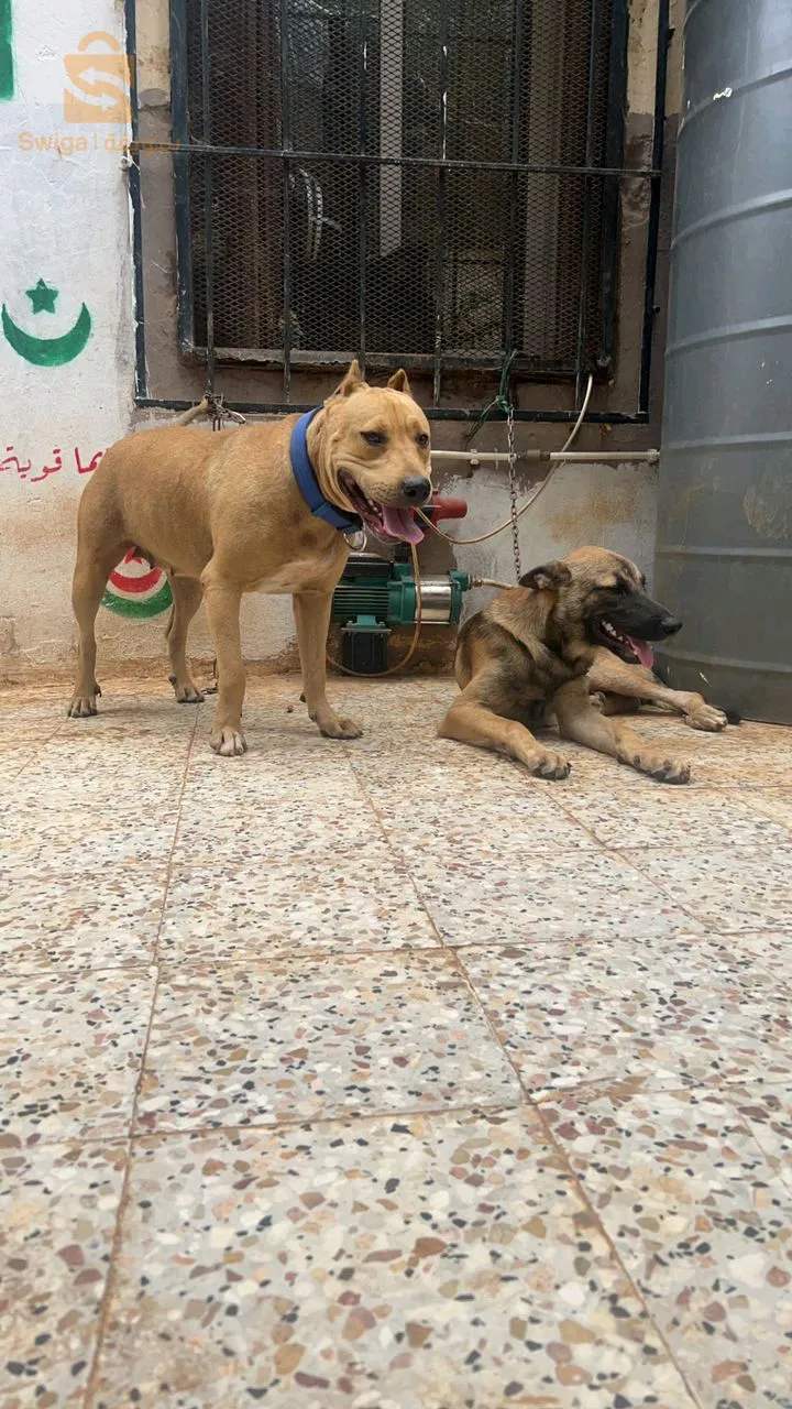 بتبول