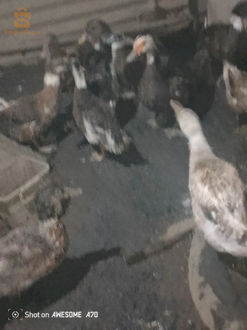 البط للبيع، للشراء أتصل بنا