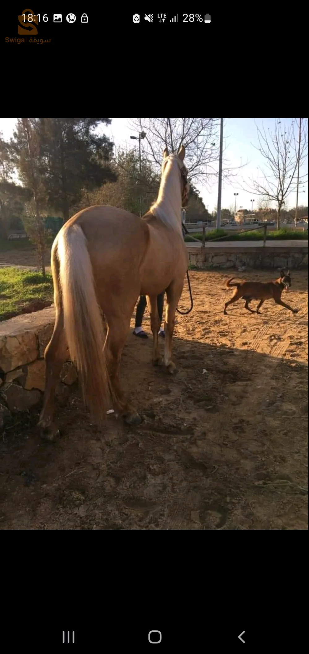 شلغوم العيد