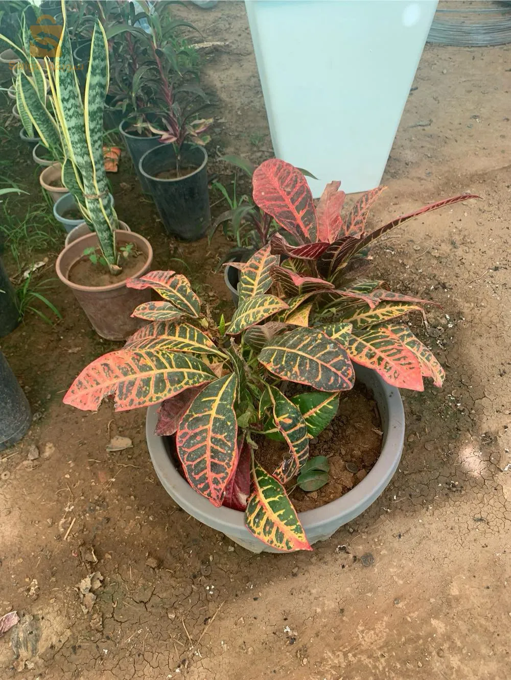 تهيئة و تزيين الحدائق و المساحات الخضراء