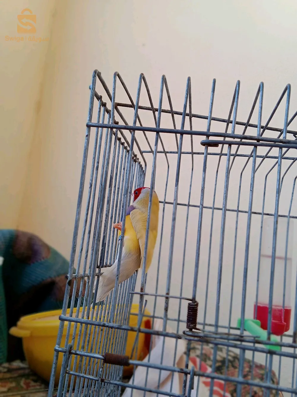 المدية سونطر