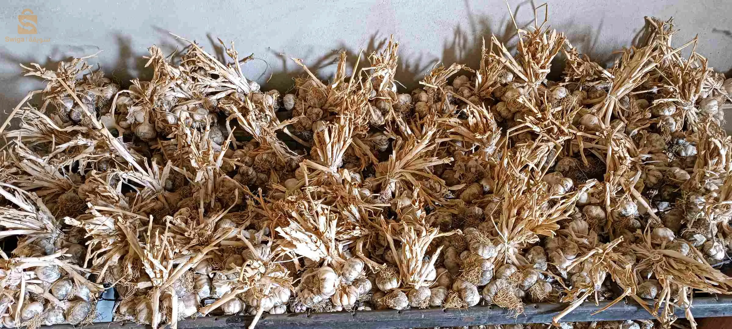 ولاية باتنة