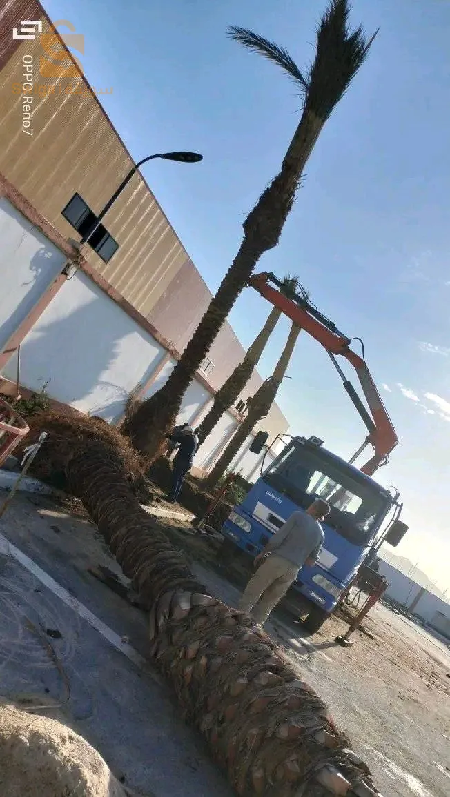 اولاد رحمون