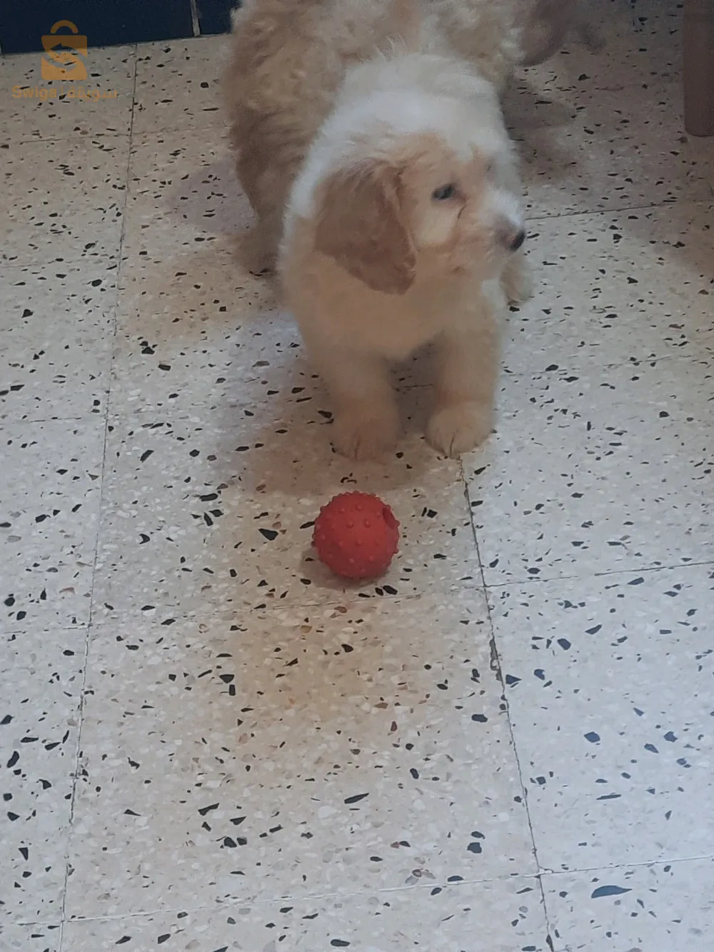 بيع 5 كنيش بيكون 2 أشهر