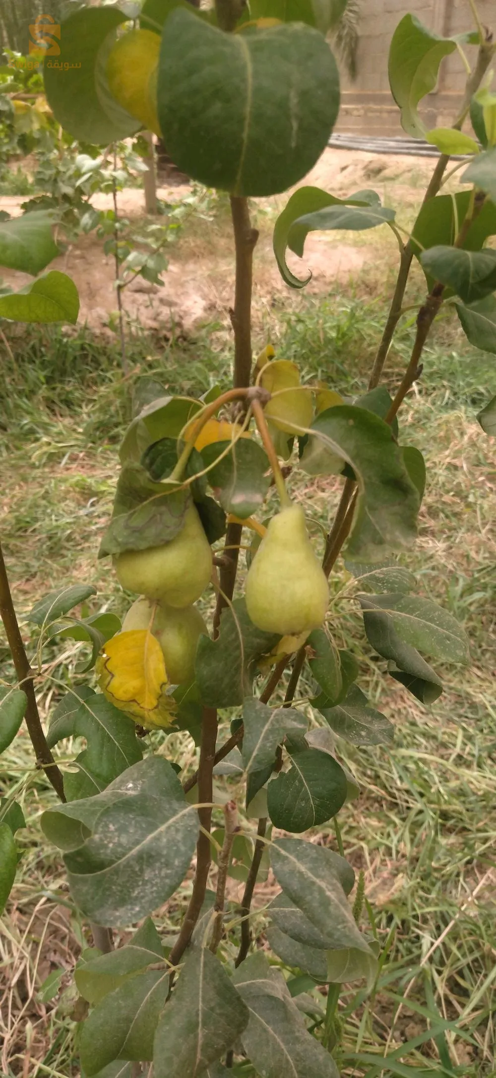 Biskra Province