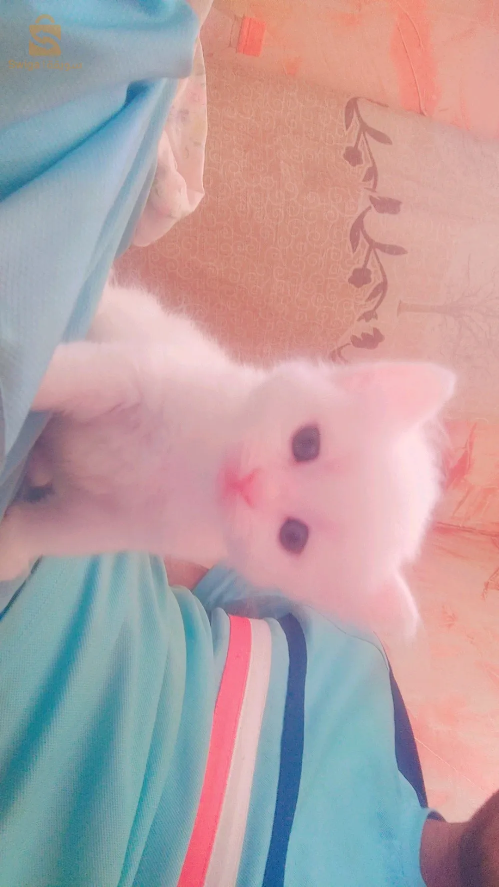 قطط انغورة التركية للبيع العمر أقل من شهر و نصف