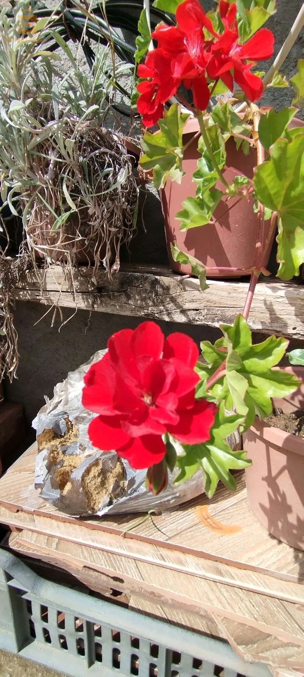 pots de fleurs décoration