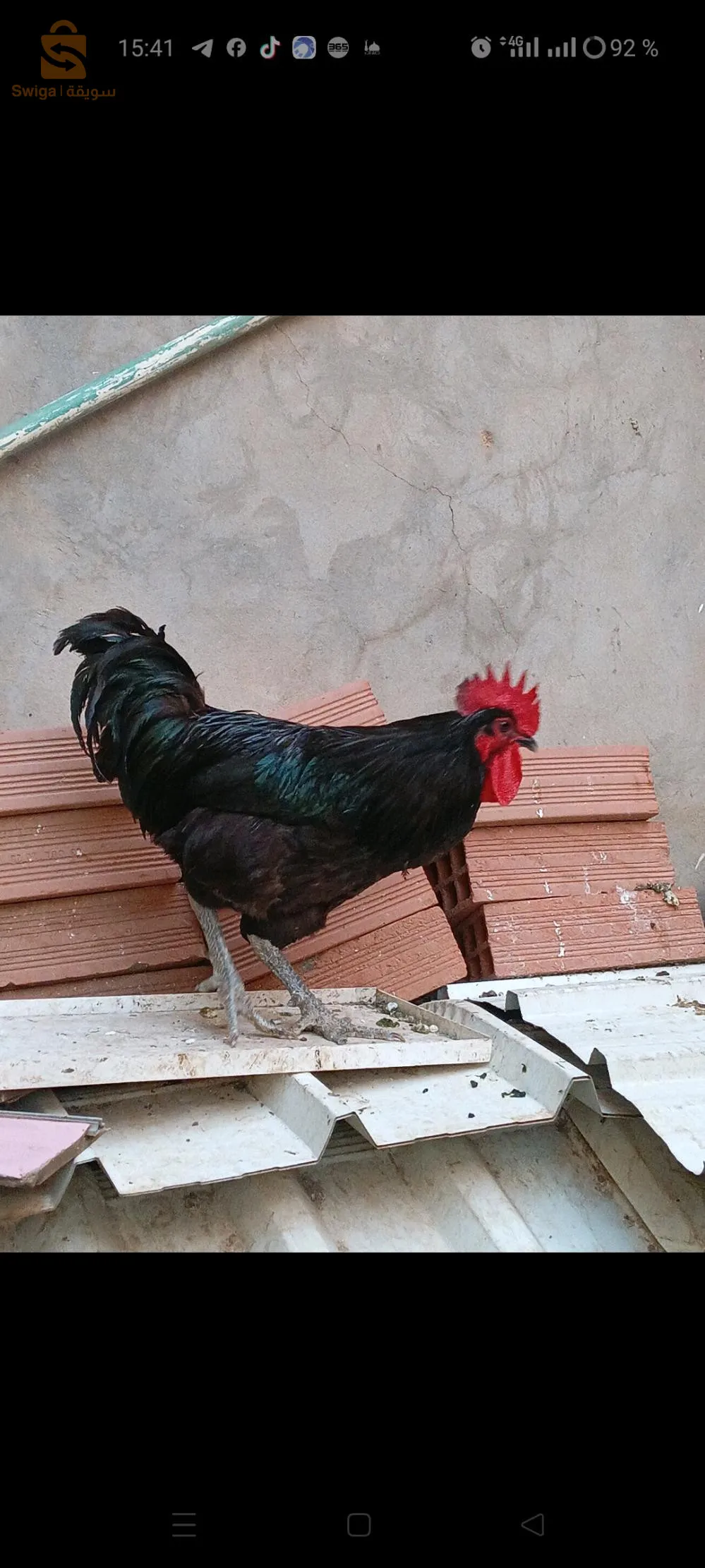 سور الغزلان ولاية البويرة