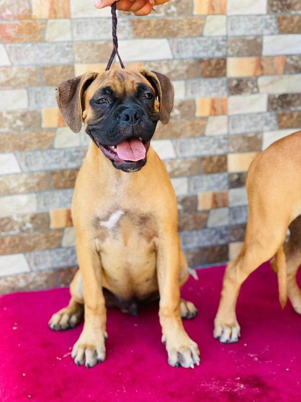 chiots boxer