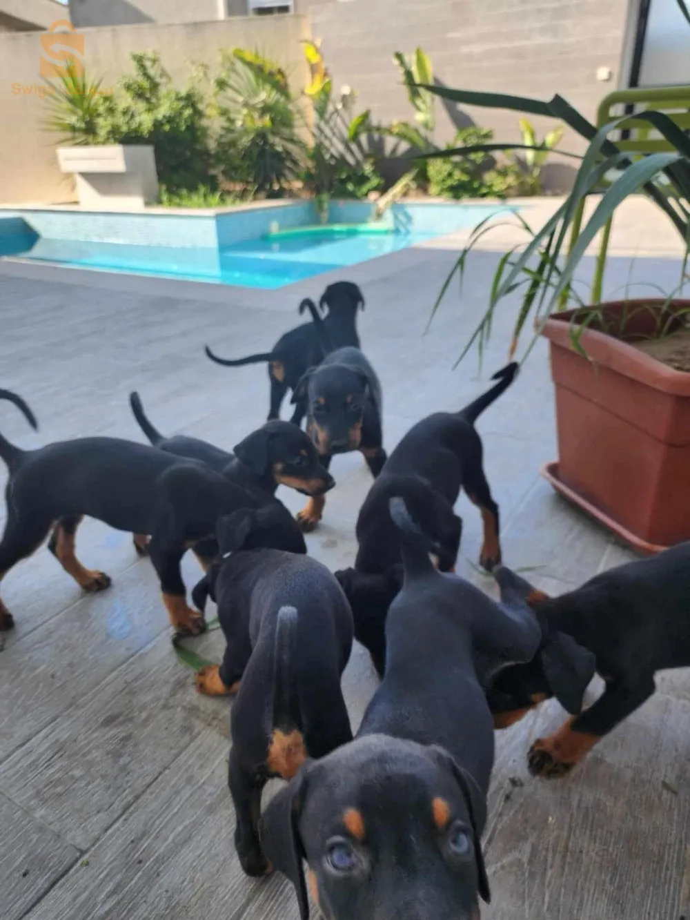 dobermans