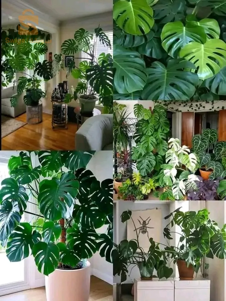 اولاد رحمون