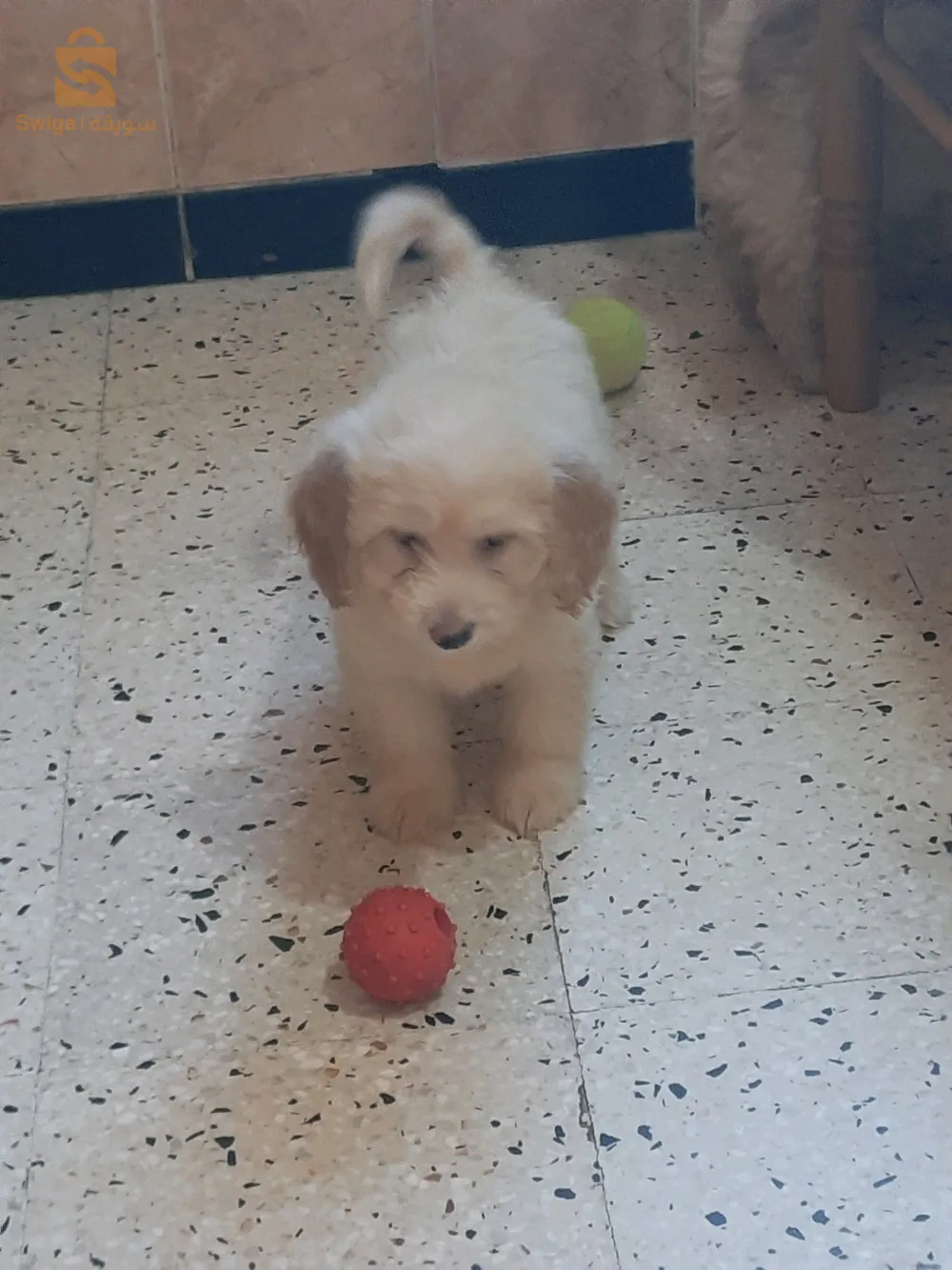 بيع 5 كنيش بيكون 2 أشهر