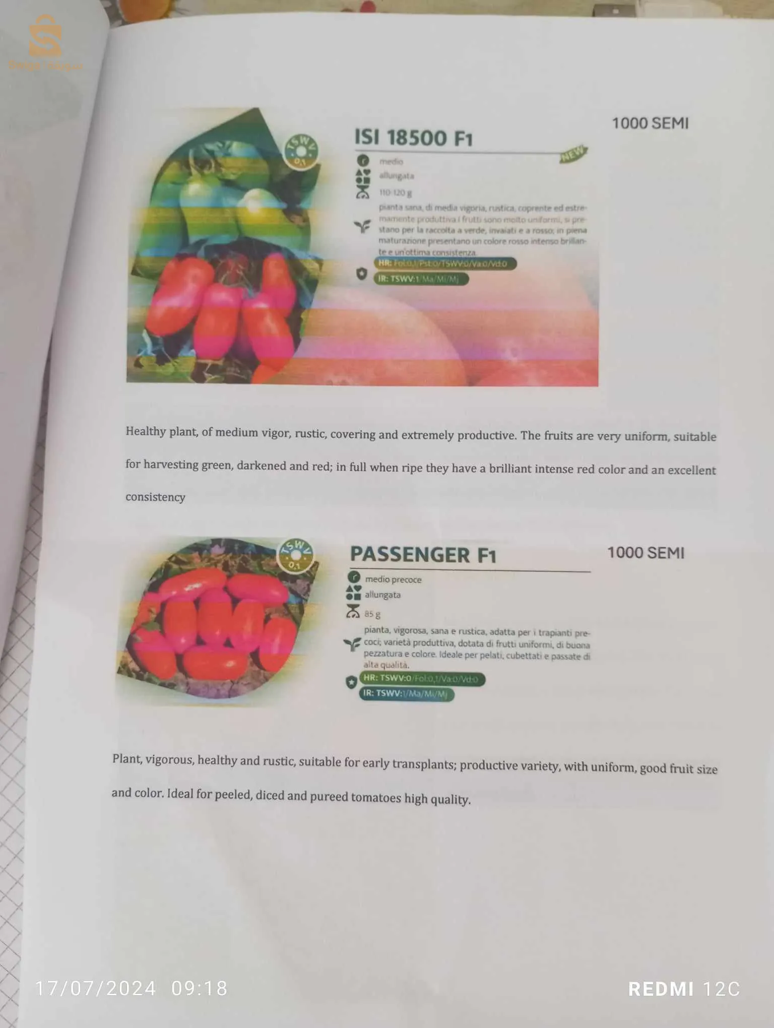 بذور طماطم عالية الجودة و ذات مردود وفير و بشتى الانواع