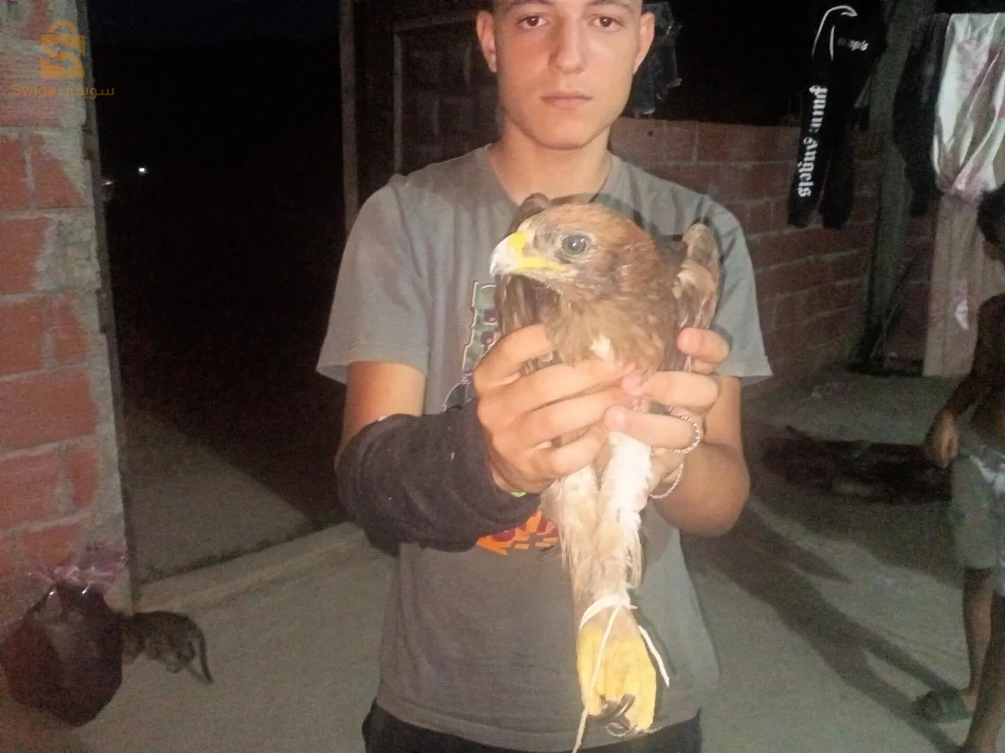 نسر للبيع عمر شهرين