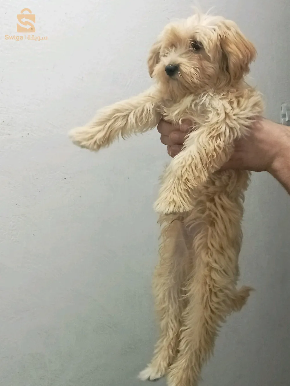 kaniche bichou frisé et maltrais de race pur age 5mois