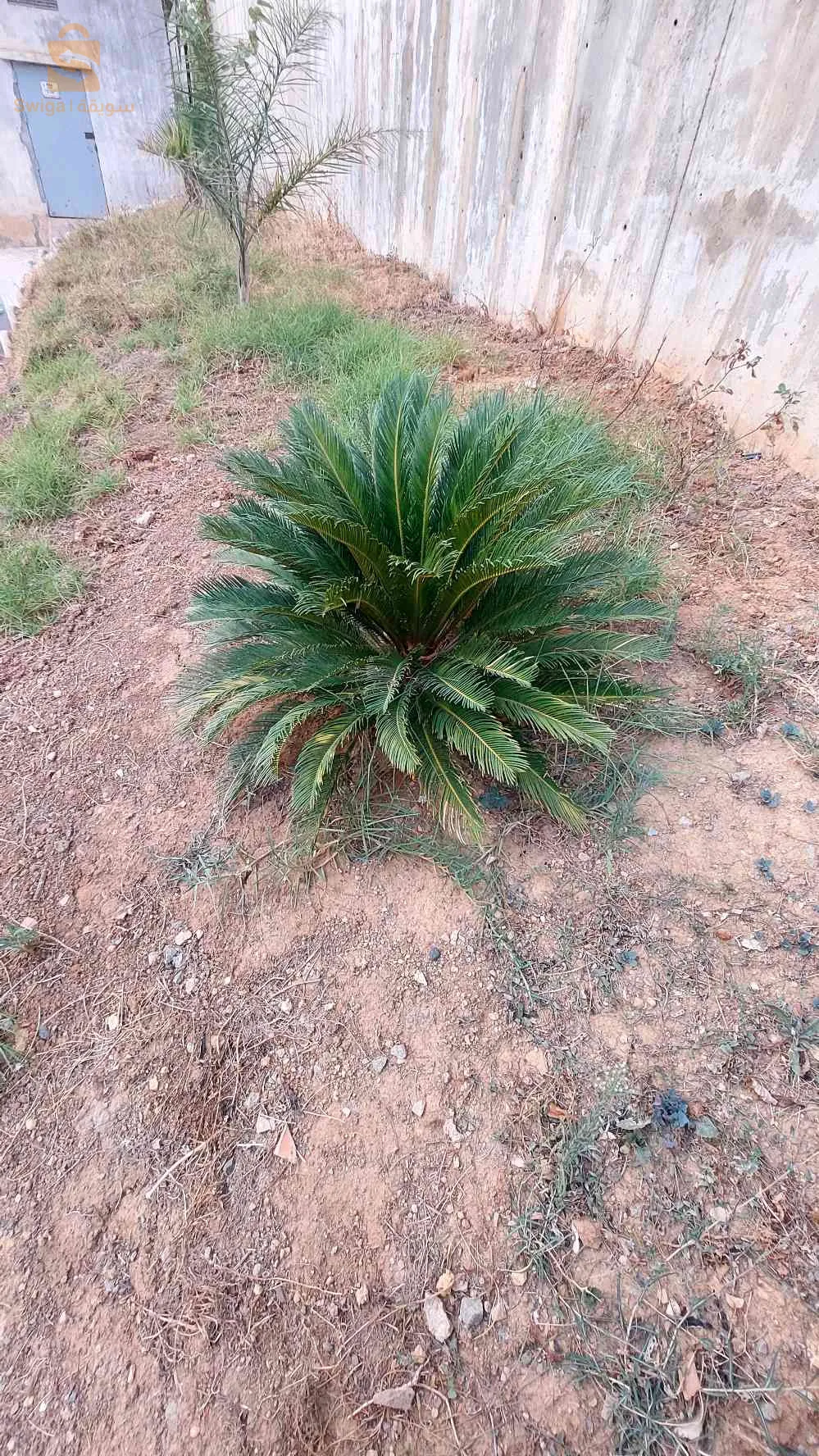 الجزائر