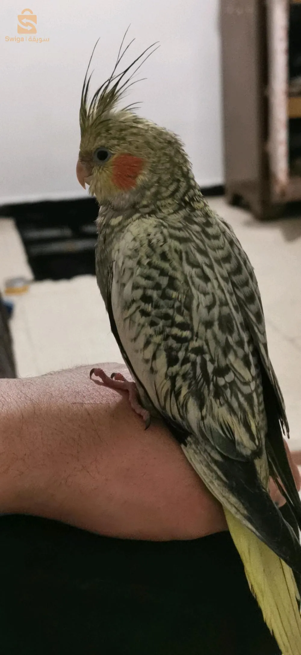 انثى كالوبسيت ايزابال تأكيل يدوي العمر 6 اشهر كالم  و تجي عند لبنادم تحب تلعب حاب نبدل بمال كالوبسيت يكون تأكيل يدوي ولا مدريسي