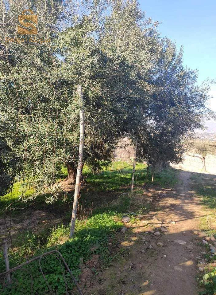 قطعة ارض للبيع الوثائق عقد ملكية فيها الغاز الكهرباء الماء منطقة سكانية افتيس بوعزيز بلدية بوجليل مهتم يتفضل 0558464955