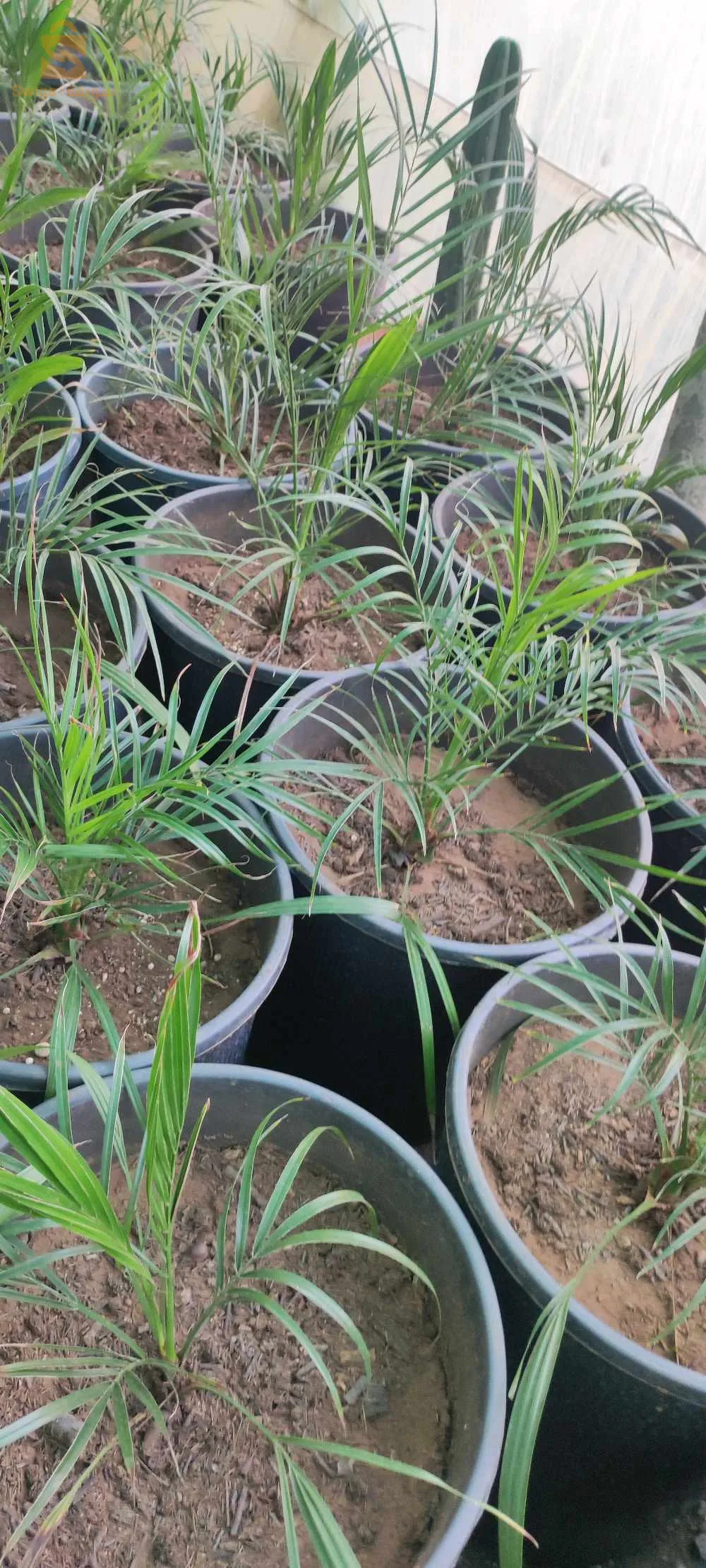 نخيل الروبيليني