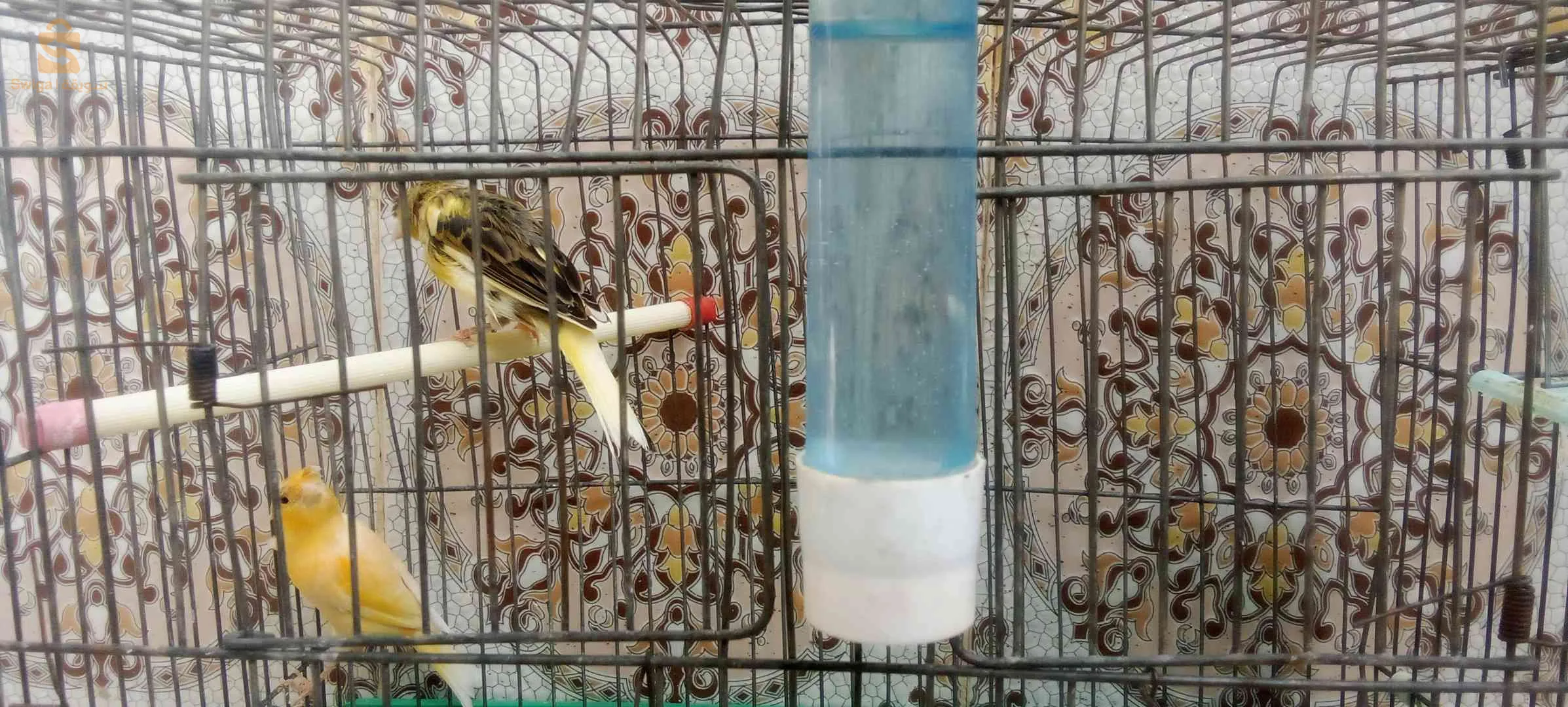 Canaris à vendre, 2 canaris Gloster, 2 canaris à crête, 2 canaris, jaune