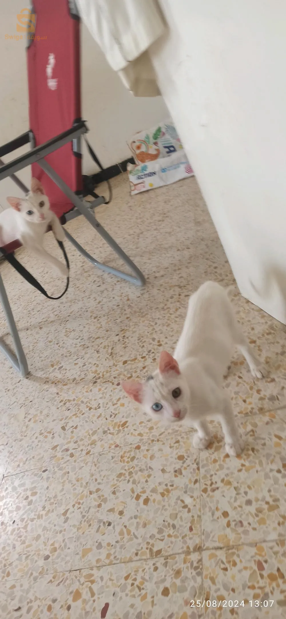 قط نوع اونقورا للبيع، ممكن التبادل ب قطة من نفس النوع❤️