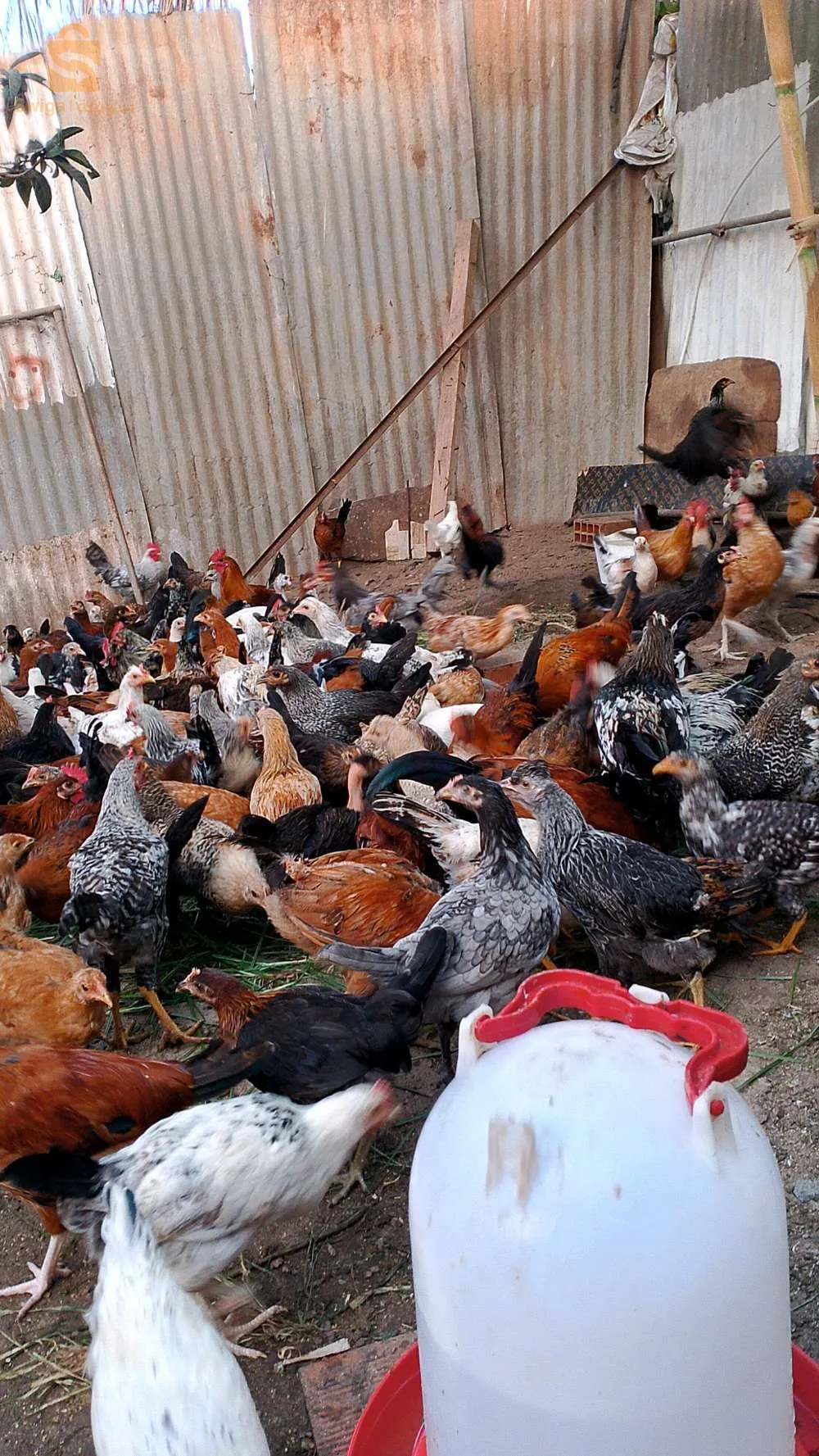 poulet