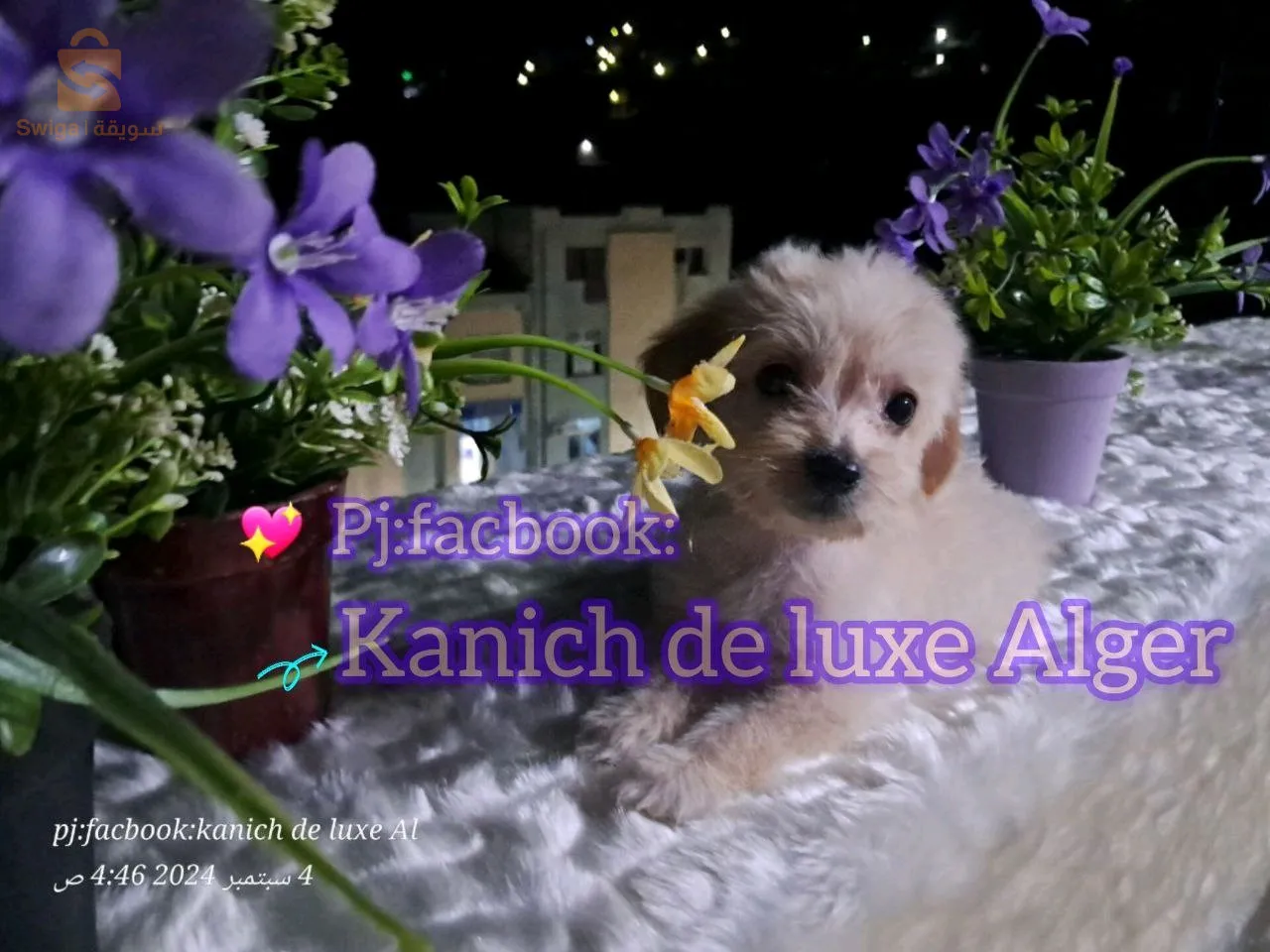 كانيش بيشون هافاني قزم