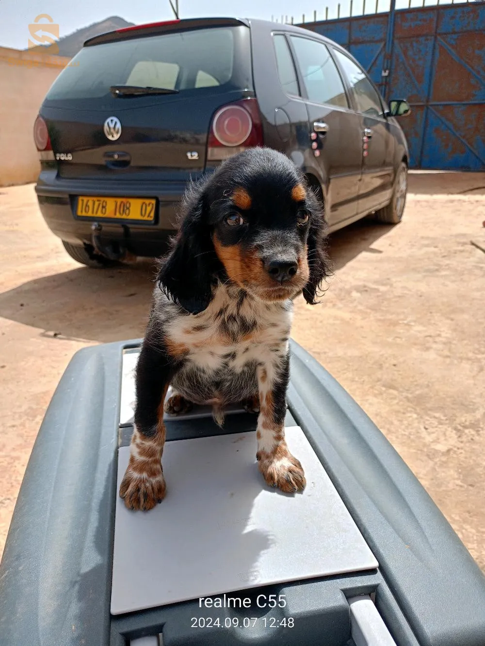 epagneul breton tricolore