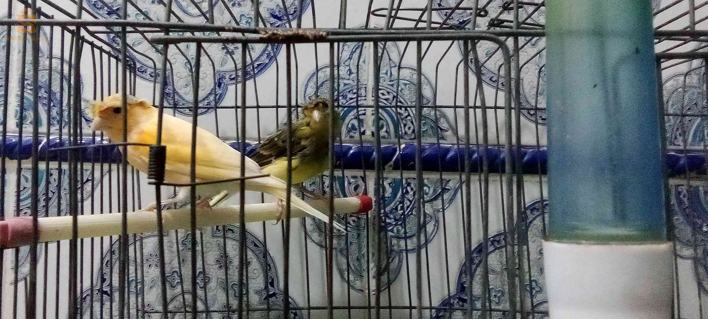 Canaris à vendre, 2 canaris Gloster, 2 canaris à crête, 2 canaris, jaune