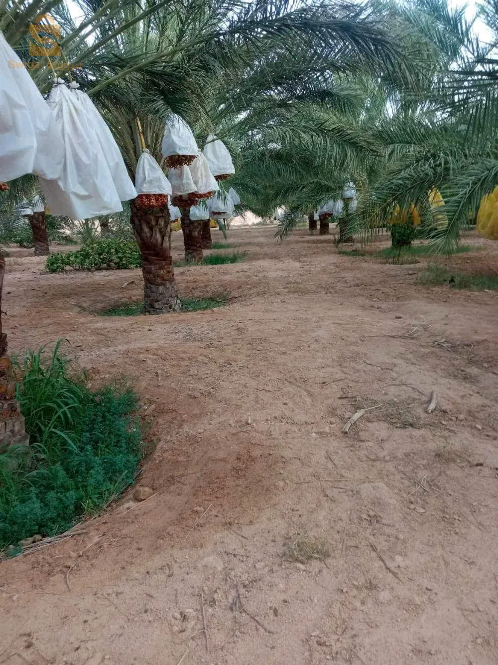 ام الجياف ولاية اولاد جلال