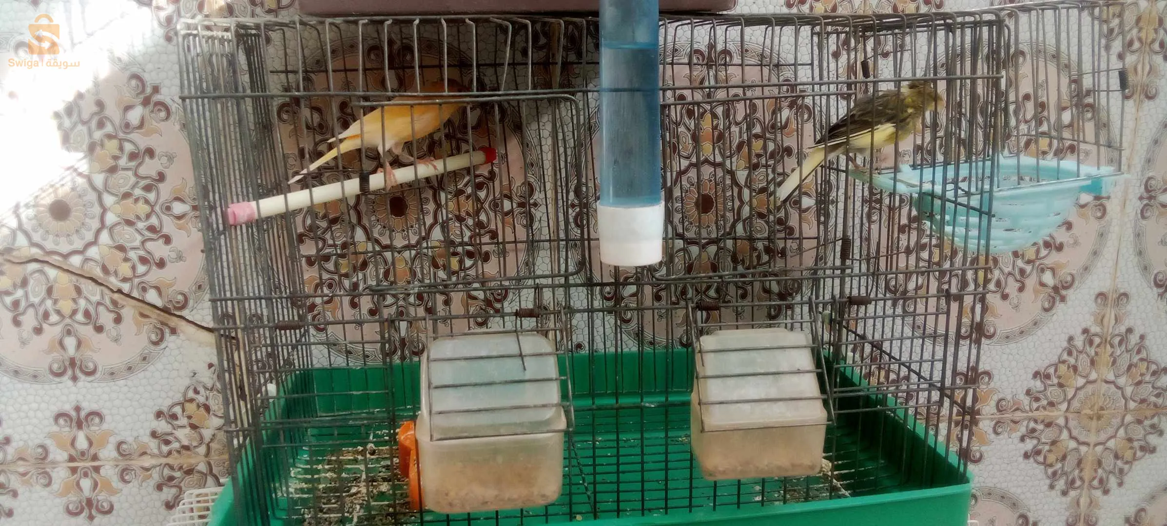Canaris à vendre, 2 canaris Gloster, 2 canaris à crête, 2 canaris, jaune