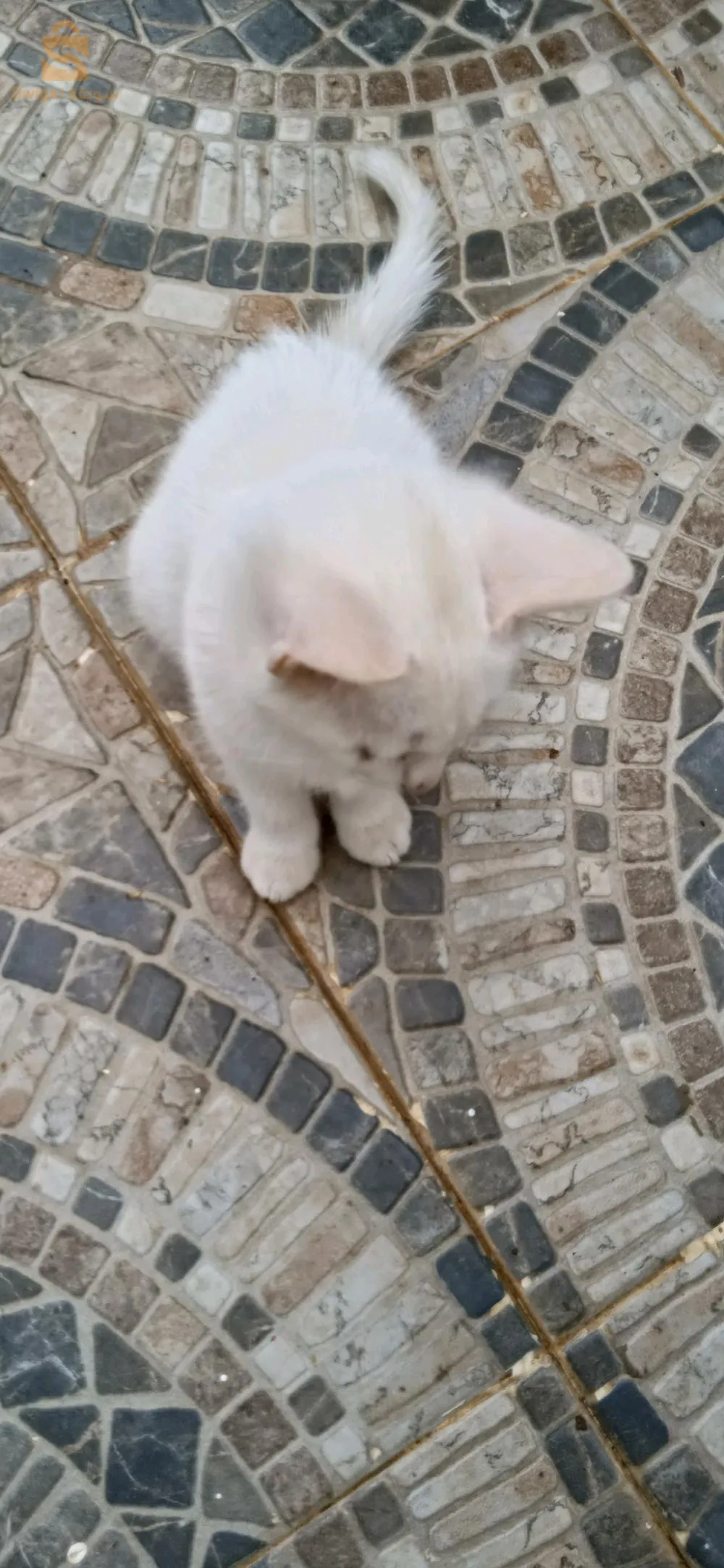 قطة أونڨورا