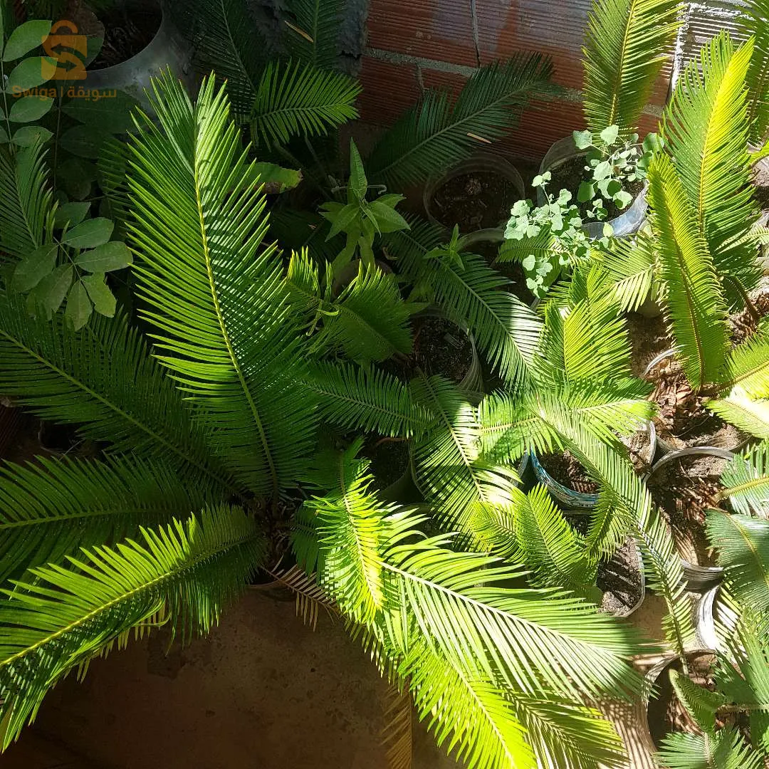 Cycas