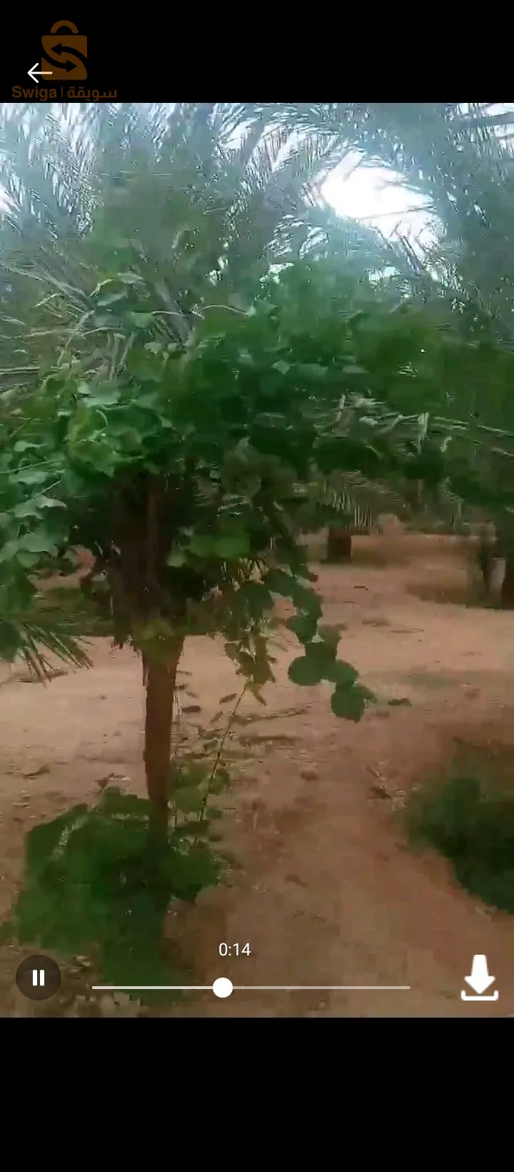 ام الجياف ولاية اولاد جلال