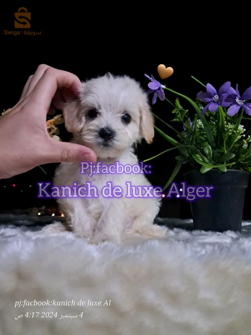 canich Bichon Havanais nain