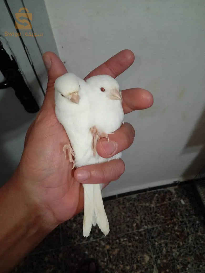 متوفر فمالات البينو باق 2024 راهم في فترة الراحة