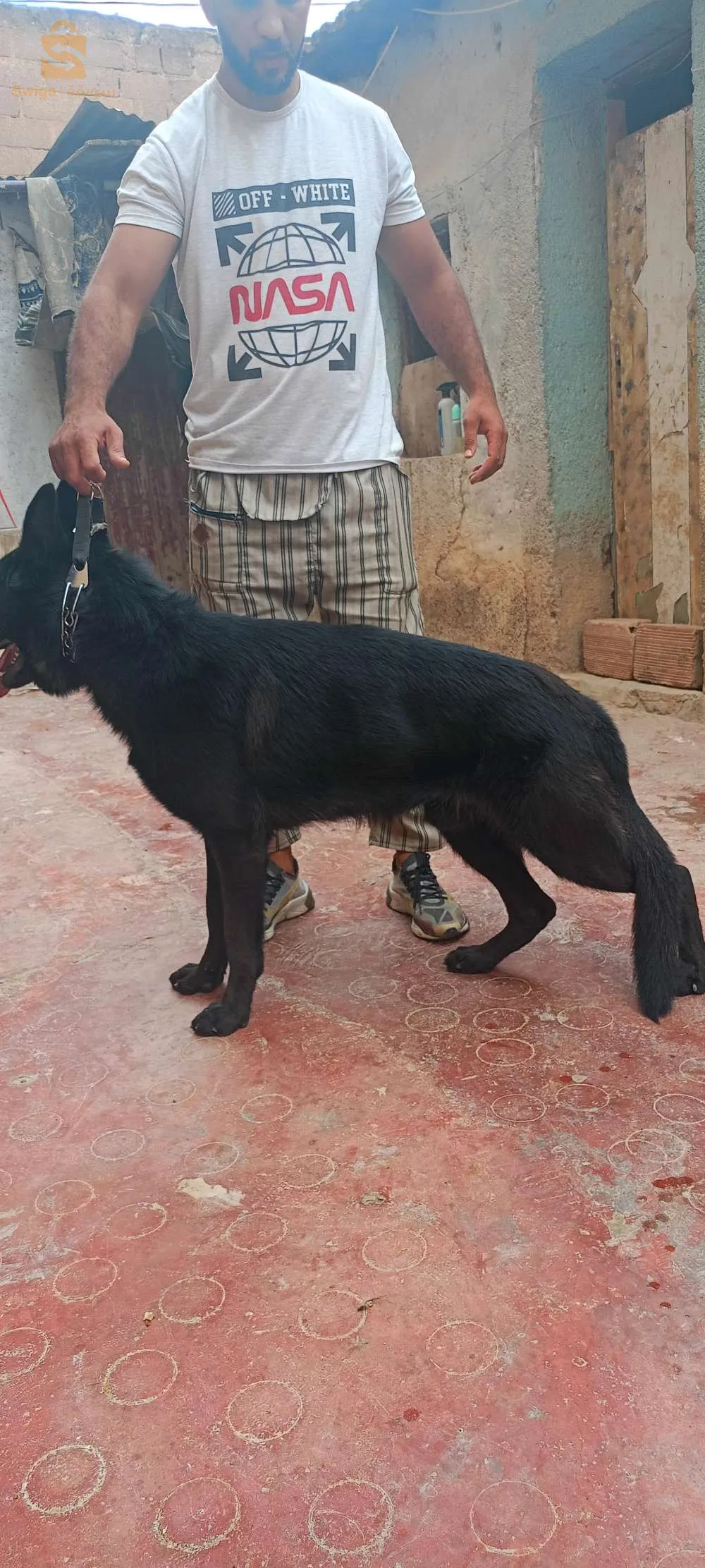 بارجي آلمون .نوار.