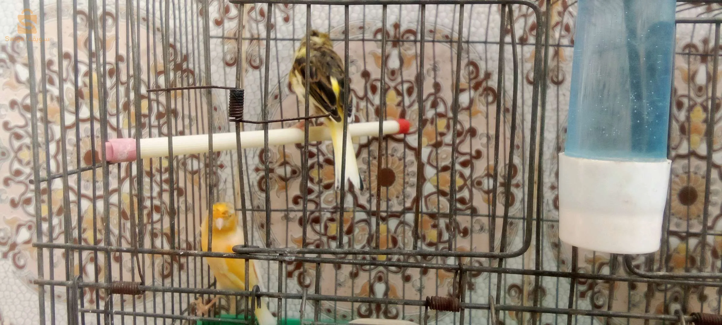 Canaris à vendre, 2 canaris Gloster, 2 canaris à crête, 2 canaris, jaune