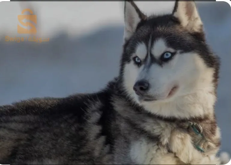 husky seberia 5 mois  drisag