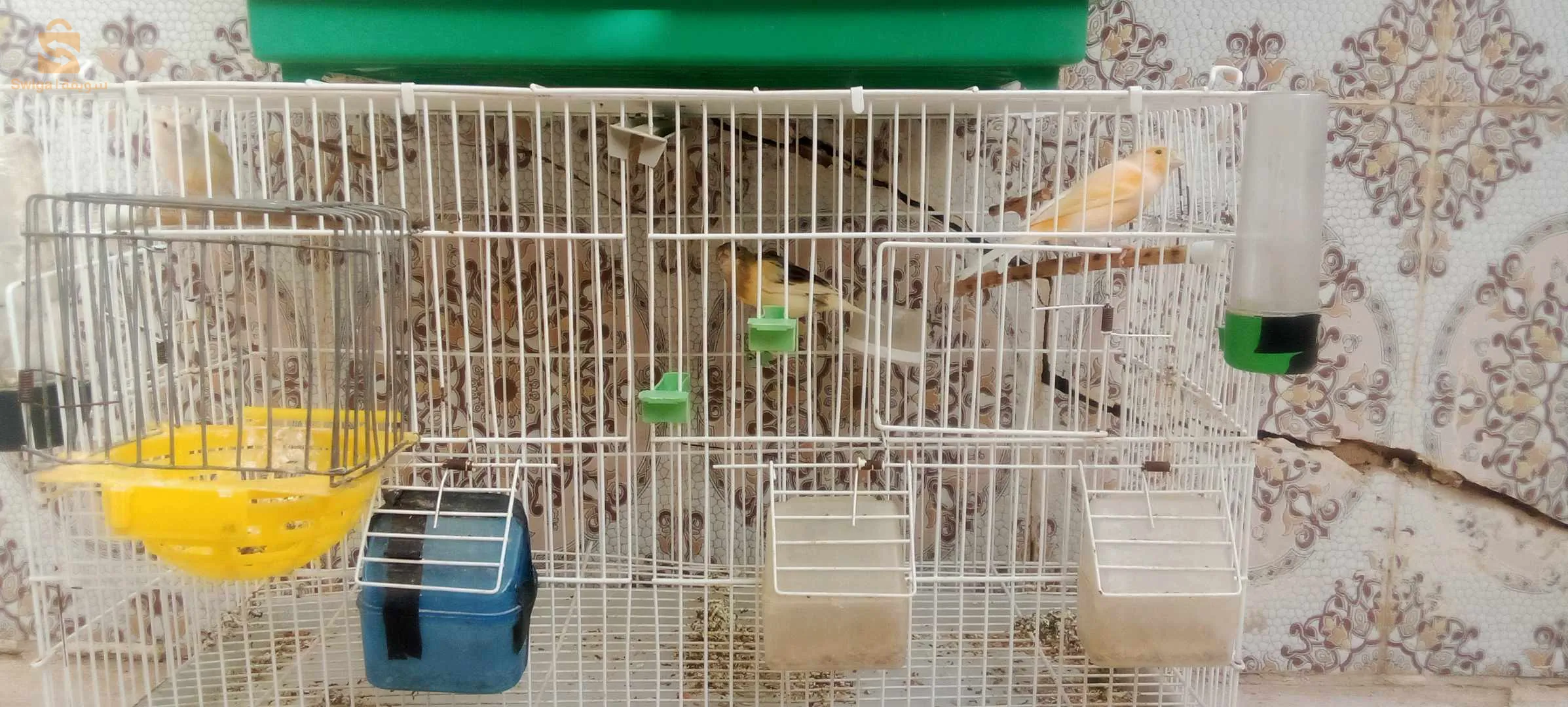 Canaris à vendre, 2 canaris Gloster, 2 canaris à crête, 2 canaris, jaune