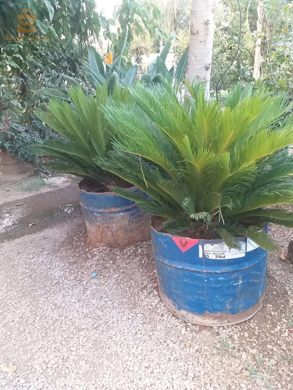 تزيين الحدائق