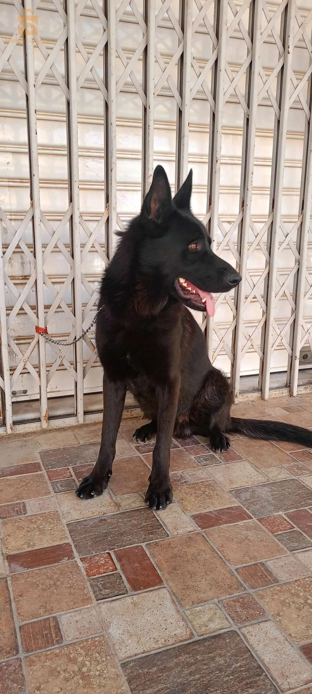 بارجي آلمون .نوار.