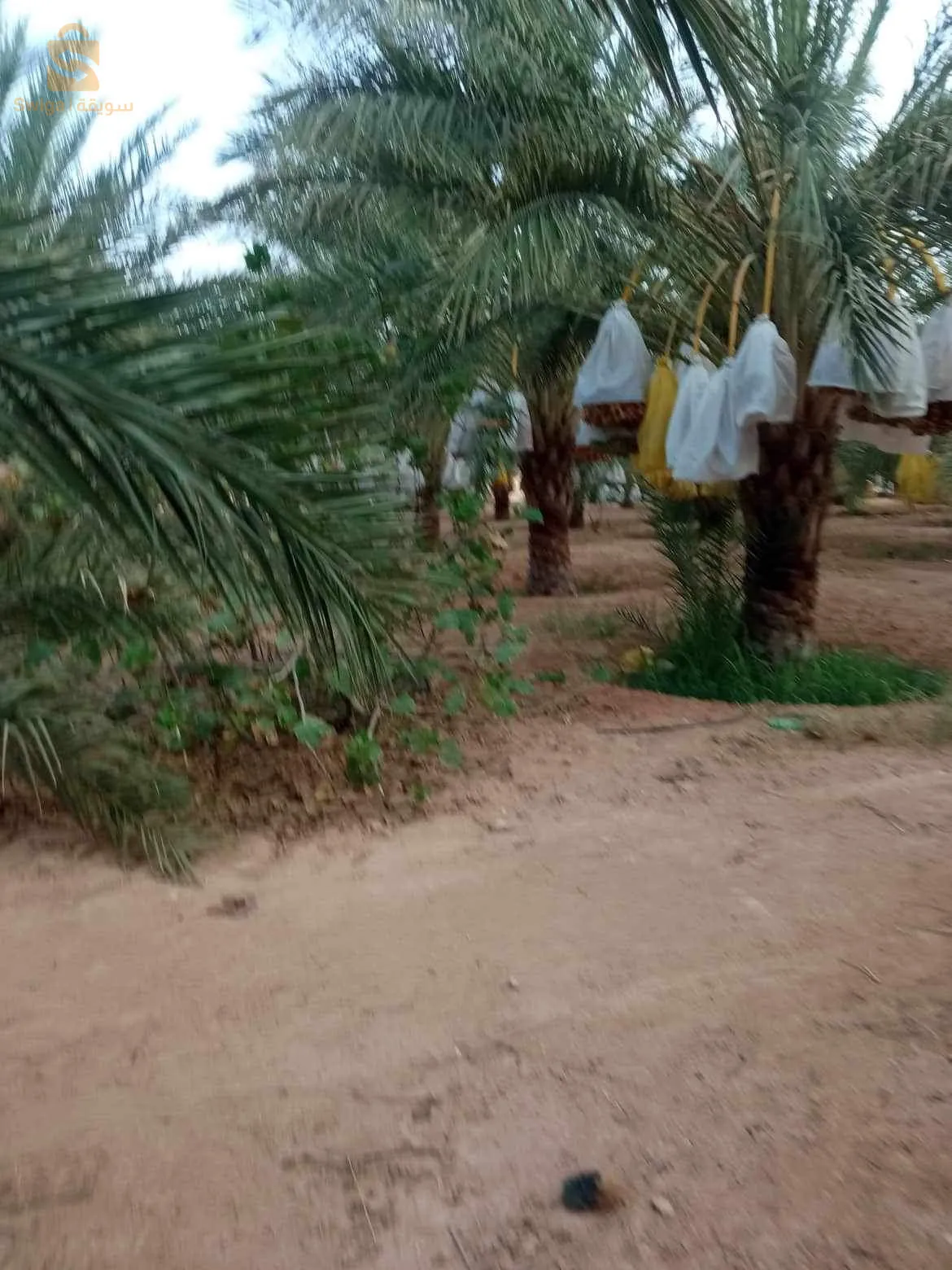 ام الجياف ولاية اولاد جلال