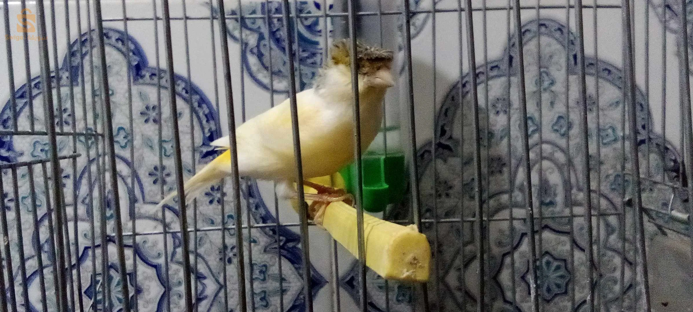 Canaris à vendre, 2 canaris Gloster, 2 canaris à crête, 2 canaris, jaune