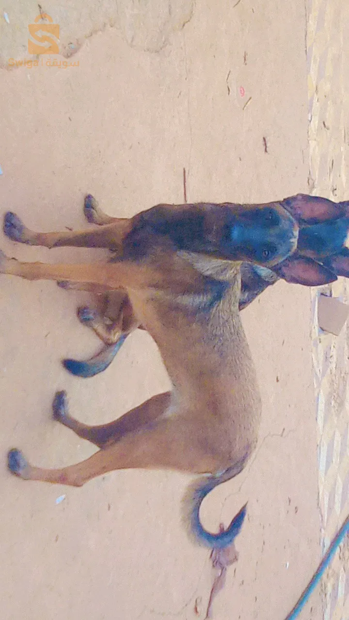 مالينوا ماسك نوار شاربوني 
فومالات