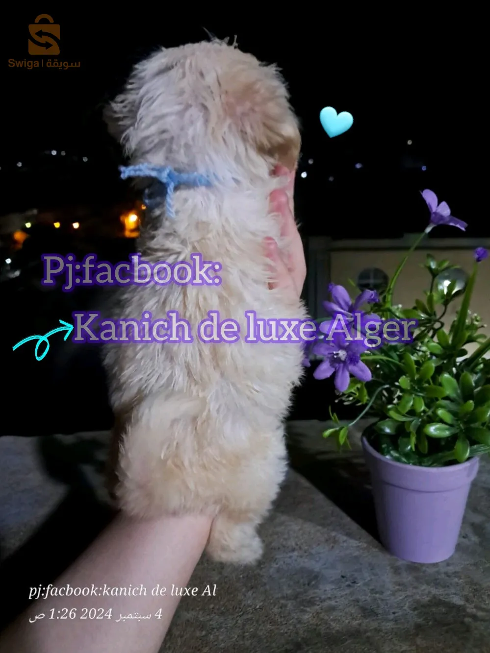 canich Bichon Havanais nain