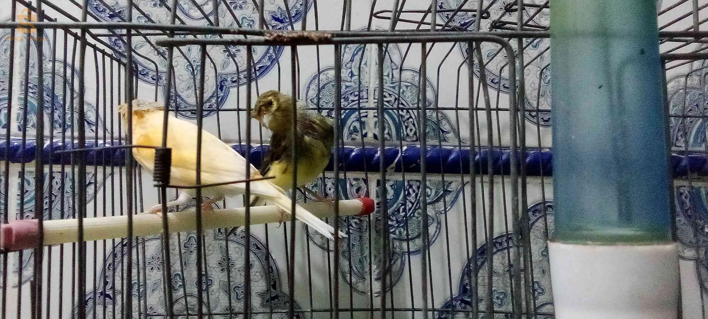 Canaris à vendre, 2 canaris Gloster, 2 canaris à crête, 2 canaris, jaune