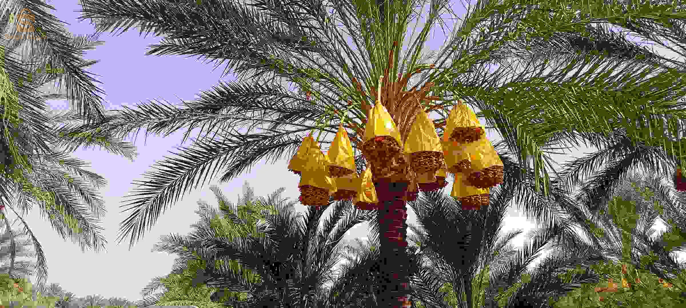 تمور نوعية ممتازة عرجون شمروخ كرطون